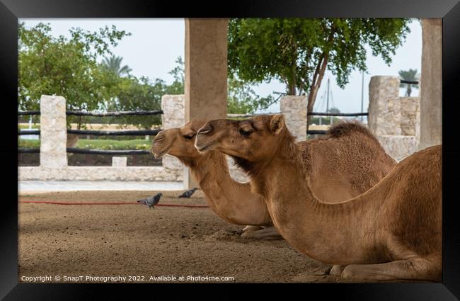 Two camels lying down, resting in doors at Souq Waqif, Doha, Qatar Framed Print by SnapT Photography
