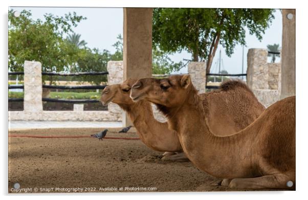 Two camels lying down, resting in doors at Souq Waqif, Doha, Qatar Acrylic by SnapT Photography