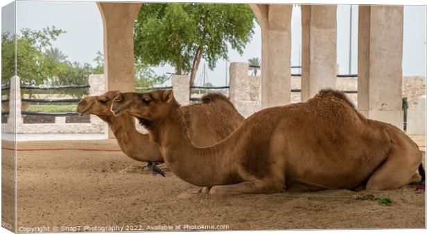 Two camels lying down, resting in doors at Souq Waqif, Doha, Qatar Canvas Print by SnapT Photography