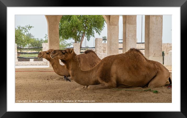 Two camels lying down, resting in doors at Souq Waqif, Doha, Qatar Framed Mounted Print by SnapT Photography