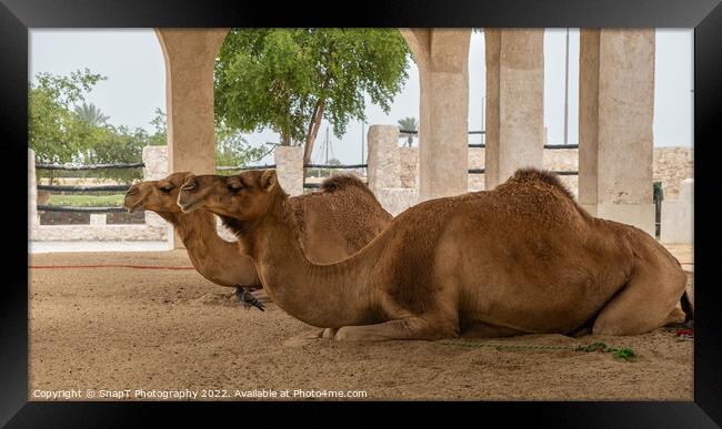 Two camels lying down, resting in doors at Souq Waqif, Doha, Qatar Framed Print by SnapT Photography