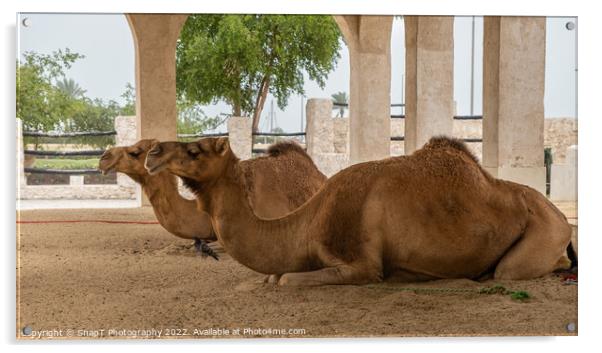 Two camels lying down, resting in doors at Souq Waqif, Doha, Qatar Acrylic by SnapT Photography