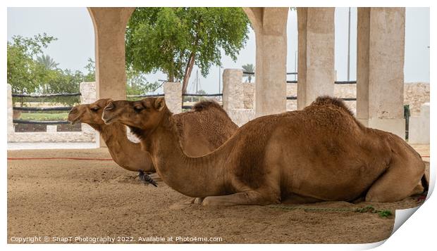 Two camels lying down, resting in doors at Souq Waqif, Doha, Qatar Print by SnapT Photography