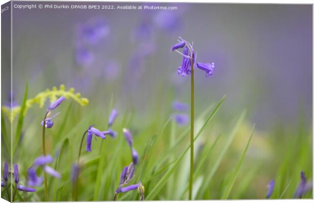 Bluebell In Woodland Canvas Print by Phil Durkin DPAGB BPE4