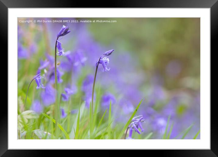 Bluebells In The Woodland Framed Mounted Print by Phil Durkin DPAGB BPE4
