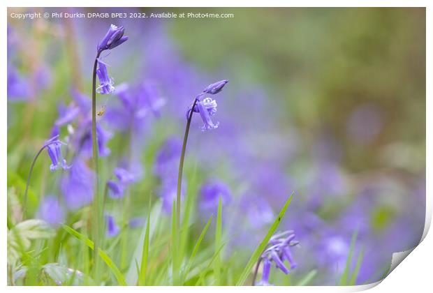 Bluebells In The Woodland Print by Phil Durkin DPAGB BPE4