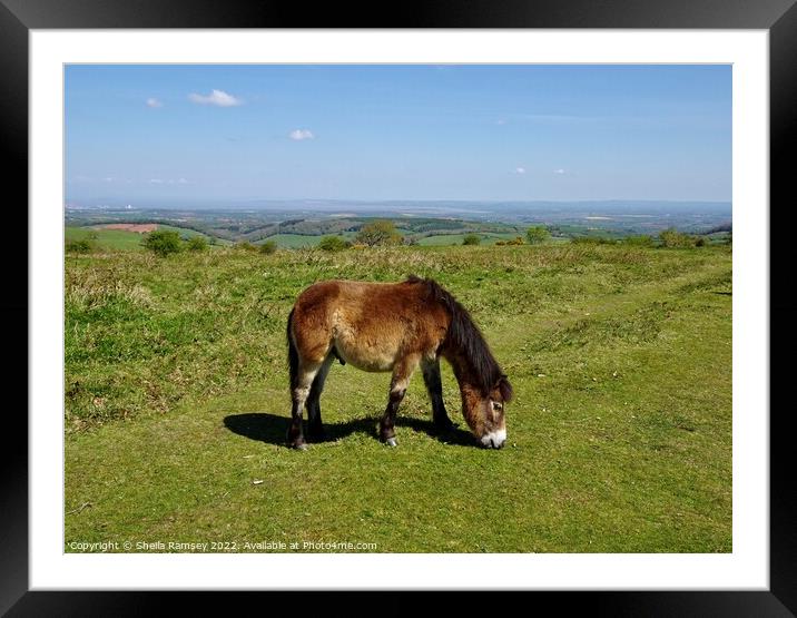 Quantock pony  Framed Mounted Print by Sheila Ramsey