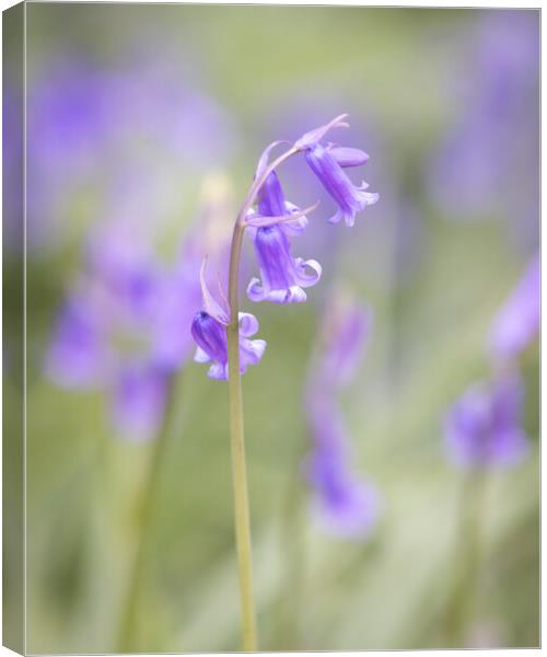 Bluebell In Woodland II Canvas Print by Phil Durkin DPAGB BPE4