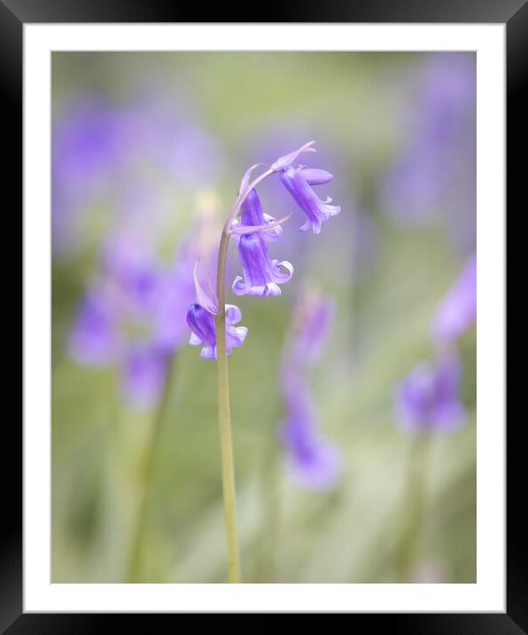 Bluebell In Woodland II Framed Mounted Print by Phil Durkin DPAGB BPE4