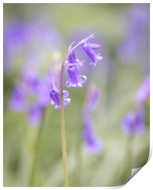 Bluebell In Woodland II Print by Phil Durkin DPAGB BPE4