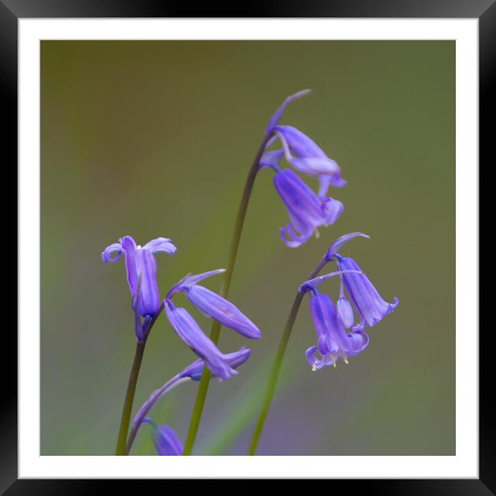 Single Bluebell Framed Mounted Print by Phil Durkin DPAGB BPE4