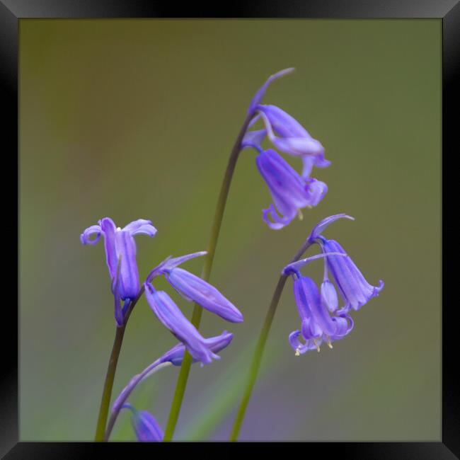 Single Bluebell Framed Print by Phil Durkin DPAGB BPE4