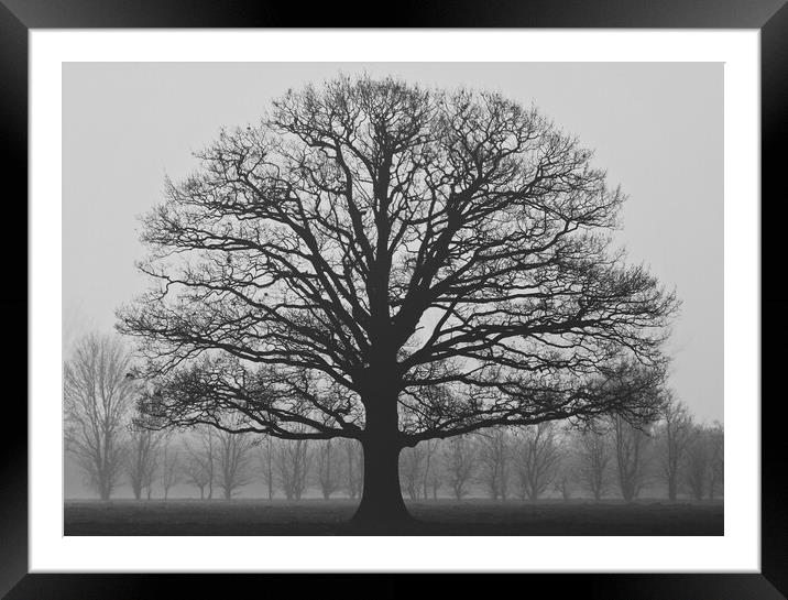 Oak Tree Silhouette Framed Mounted Print by Elizabeth Hudson