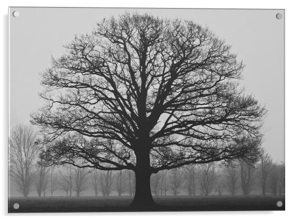 Oak Tree Silhouette Acrylic by Elizabeth Hudson