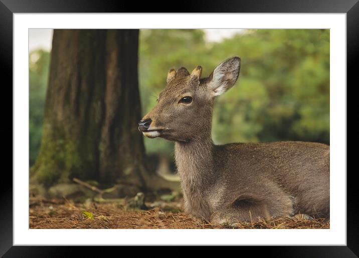 A Roe Deer relaxing Framed Mounted Print by Elizabeth Hudson