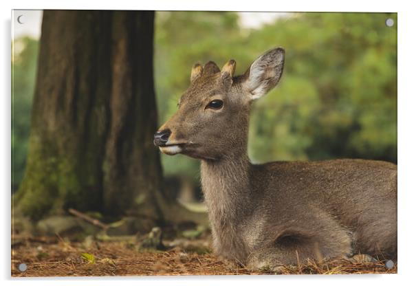 A Roe Deer relaxing Acrylic by Elizabeth Hudson