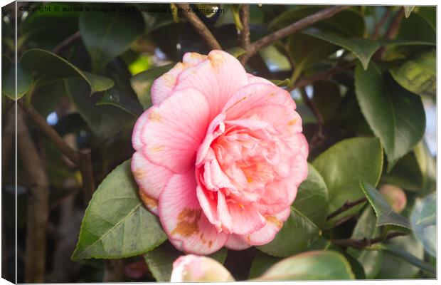 Pink flower of camellia Canvas Print by aurélie le moigne