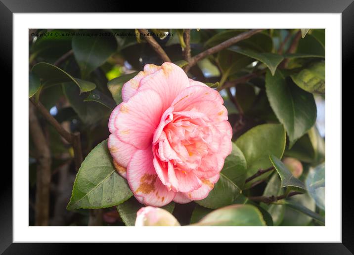 Pink flower of camellia Framed Mounted Print by aurélie le moigne