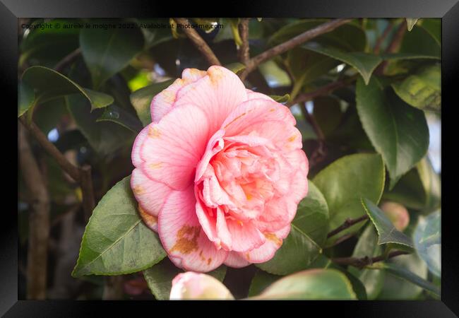 Pink flower of camellia Framed Print by aurélie le moigne