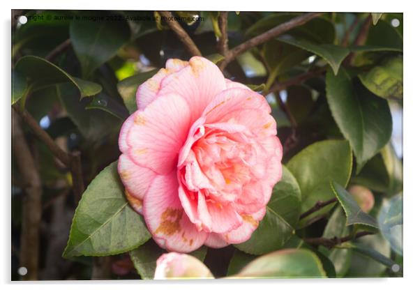 Pink flower of camellia Acrylic by aurélie le moigne