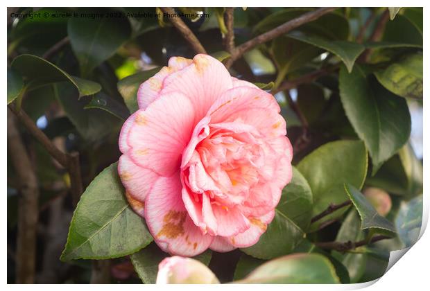 Pink flower of camellia Print by aurélie le moigne