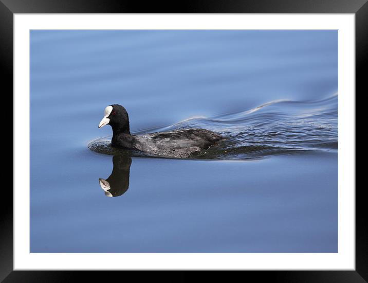 Coot reflection Framed Mounted Print by Grant Glendinning