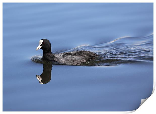 Coot reflection Print by Grant Glendinning
