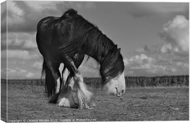 Holland draft horse in black and white Canvas Print by Catalina Morales
