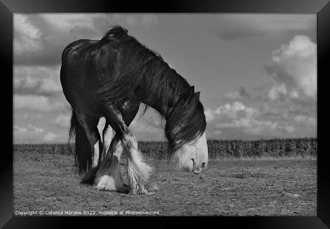 Holland draft horse in black and white Framed Print by Catalina Morales