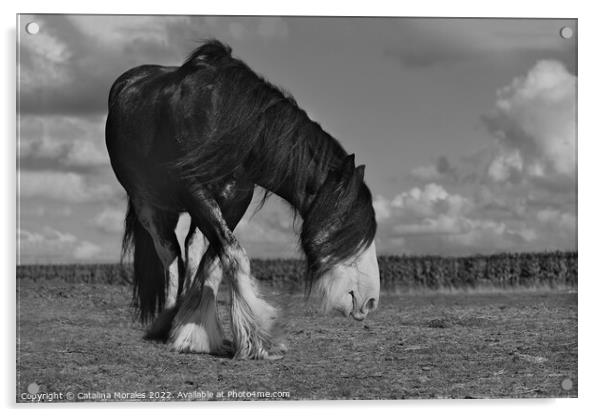 Holland draft horse in black and white Acrylic by Catalina Morales
