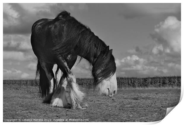 Holland draft horse in black and white Print by Catalina Morales
