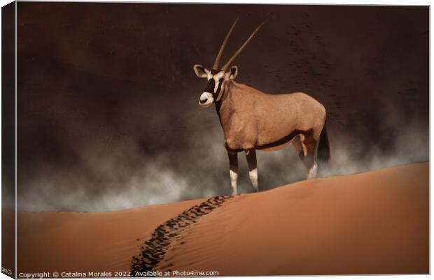 Oryx in the morning mist  Canvas Print by Catalina Morales