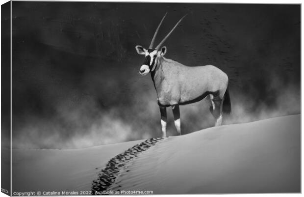 Oryx in the morning mist monochrome Canvas Print by Catalina Morales