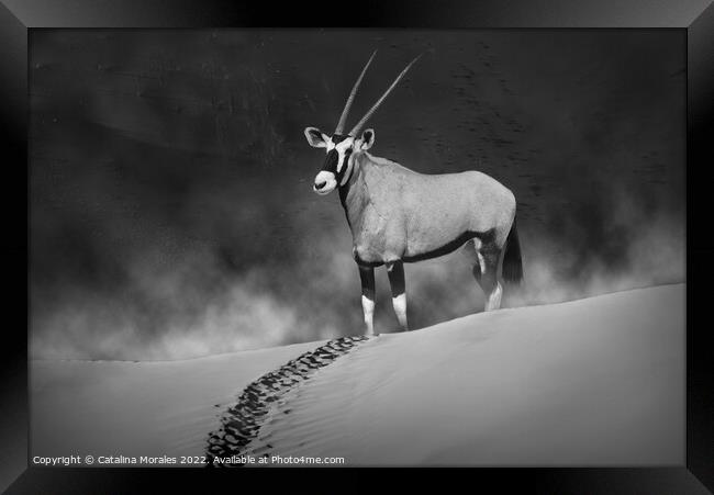 Oryx in the morning mist monochrome Framed Print by Catalina Morales