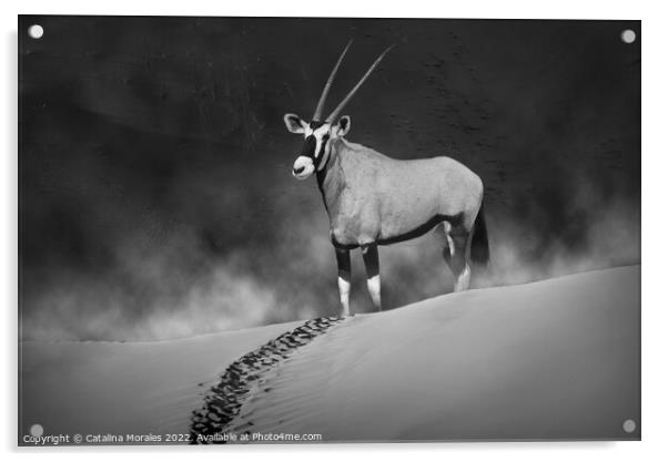 Oryx in the morning mist monochrome Acrylic by Catalina Morales