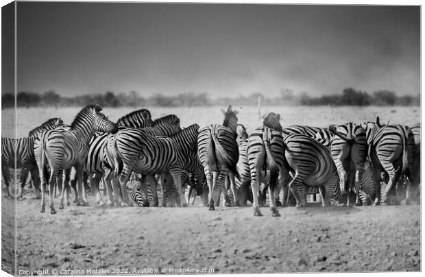 Back to the Zebras Canvas Print by Catalina Morales