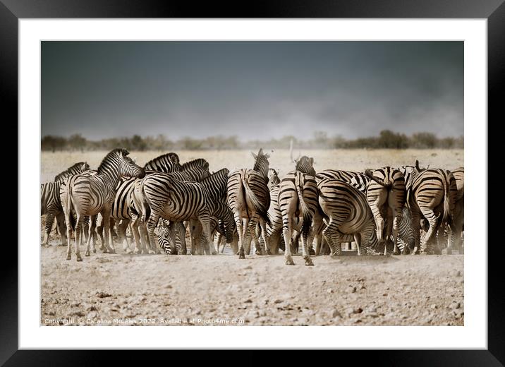Back to the Zebras  Framed Mounted Print by Catalina Morales