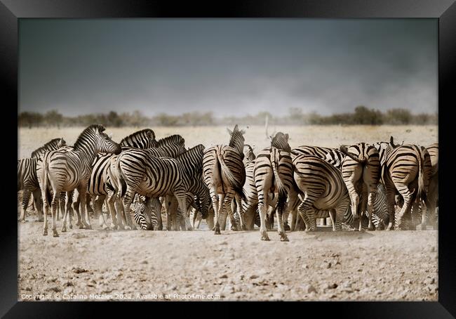 Back to the Zebras  Framed Print by Catalina Morales