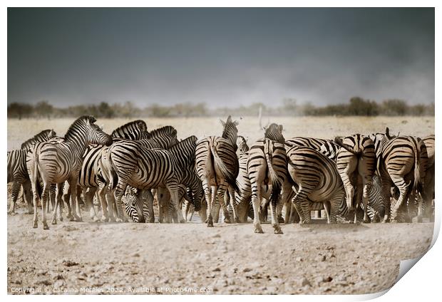 Back to the Zebras  Print by Catalina Morales