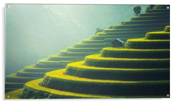 Rice Fields of Vietnam Acrylic by Elizabeth Hudson