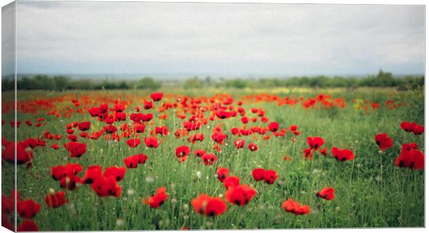 Poppy Fields Canvas Print by Elizabeth Hudson