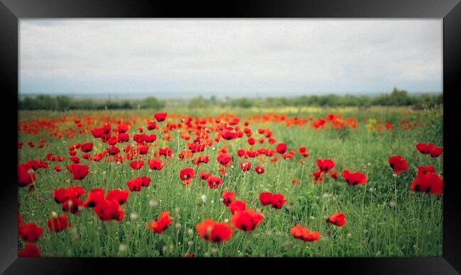 Poppy Fields Framed Print by Elizabeth Hudson