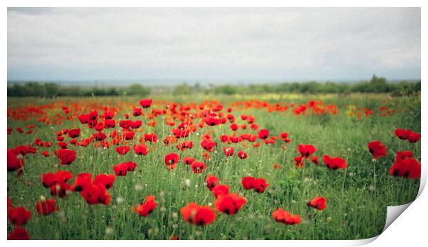 Poppy Fields Print by Elizabeth Hudson