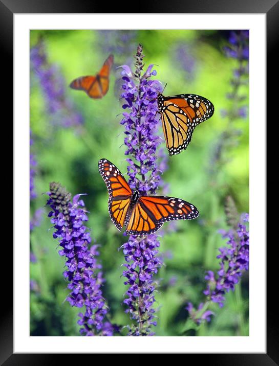 Monarch Butterfly perched on Lavender. Framed Mounted Print by Elizabeth Hudson