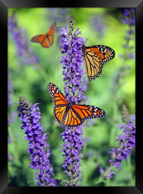 Monarch Butterfly perched on Lavender. Framed Print by Elizabeth Hudson