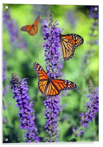 Monarch Butterfly perched on Lavender. Acrylic by Elizabeth Hudson