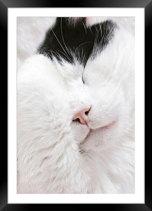 A cute black and white cat. Framed Mounted Print by Elizabeth Hudson