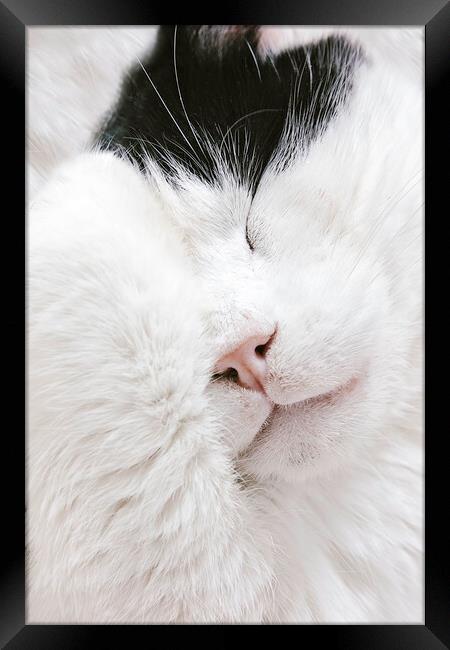 A cute black and white cat. Framed Print by Elizabeth Hudson