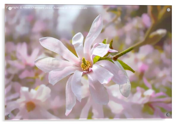 Magnolia Stellata Flower Acrylic by Alison Chambers