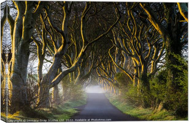 The Dark Hedges at Dawn Canvas Print by Storyography Photography